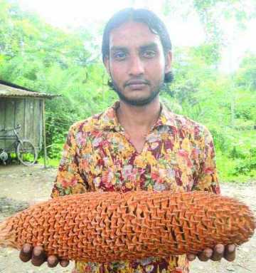 বড়াইগ্রামে বিরল প্রজাতির মণিরাজ ফল
